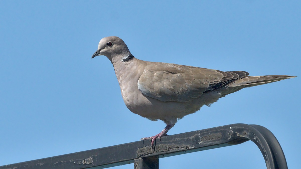 Eurasian Collared-Dove - ML624048652