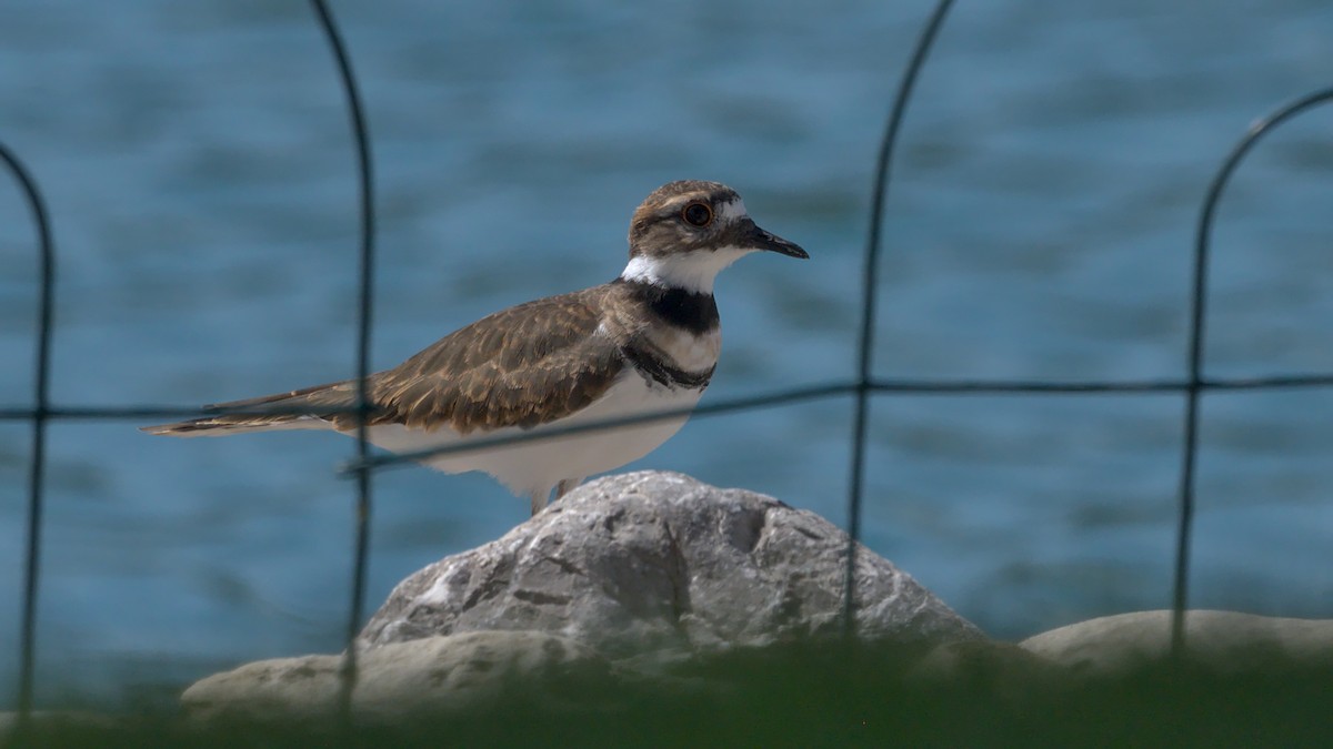 Killdeer - ML624048659