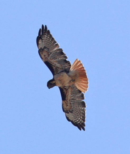 Red-tailed Hawk - ML624048680