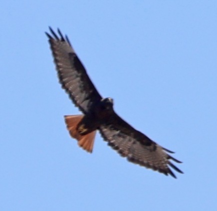 Red-tailed Hawk - ML624048681