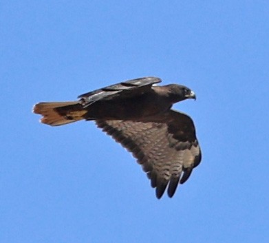 Red-tailed Hawk - ML624048682