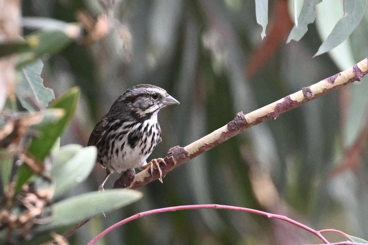 Song Sparrow - ML624048699