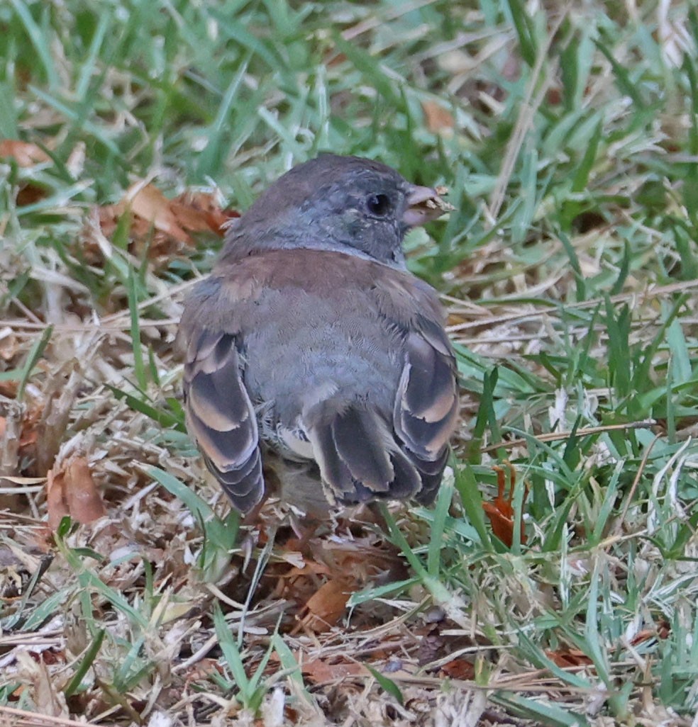 Dark-eyed Junco - ML624048709