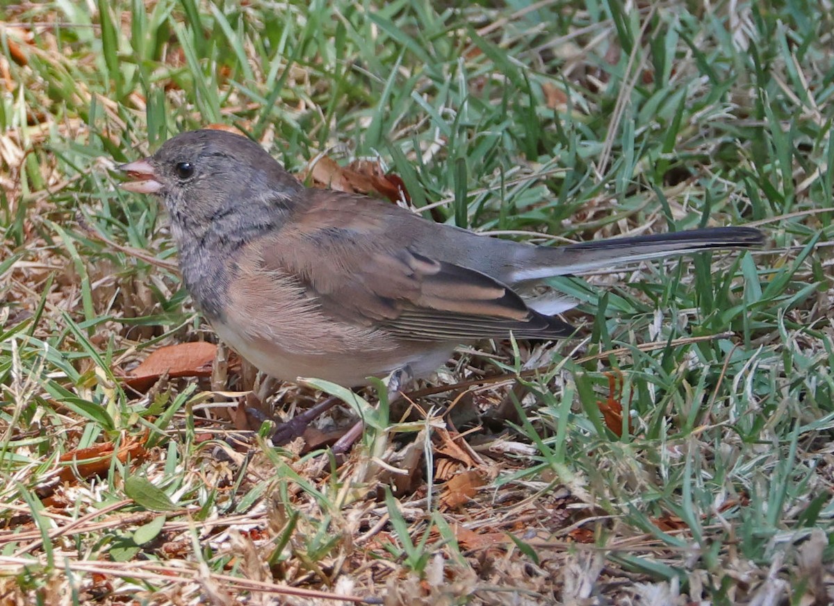 Dark-eyed Junco - ML624048710