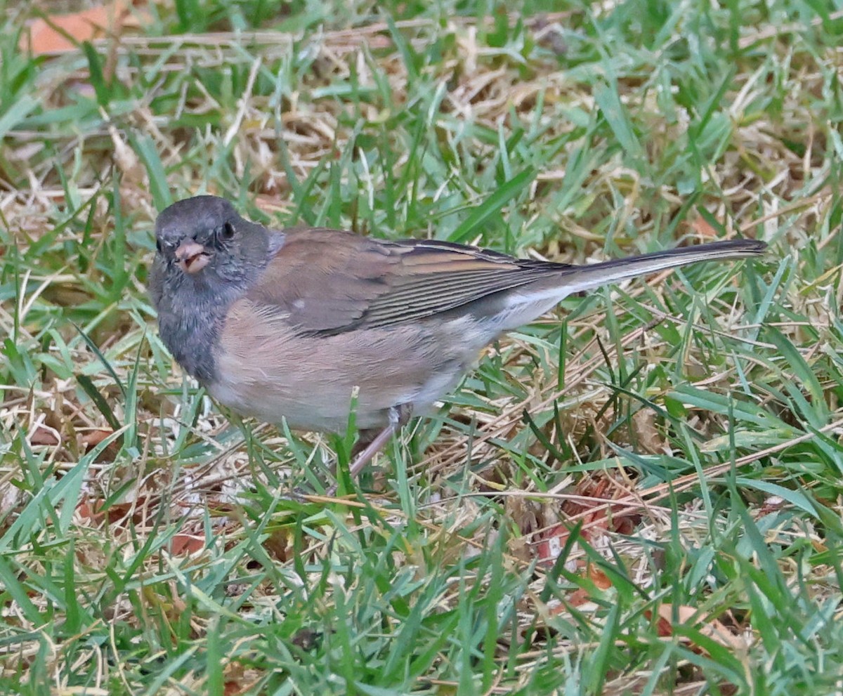 Dark-eyed Junco - ML624048711