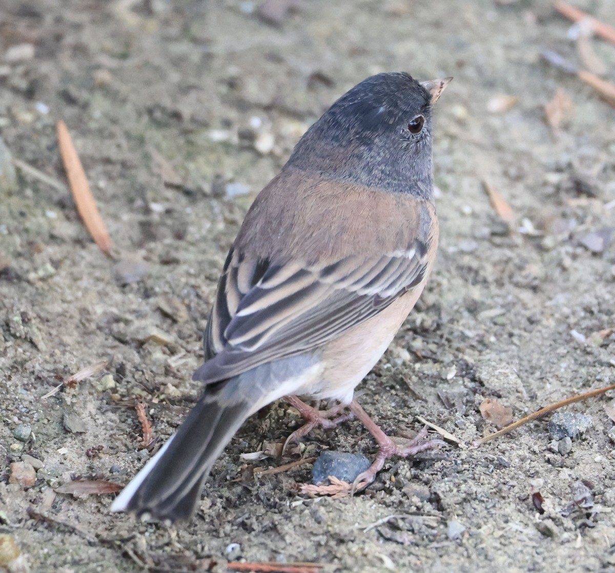 Dark-eyed Junco - ML624048712