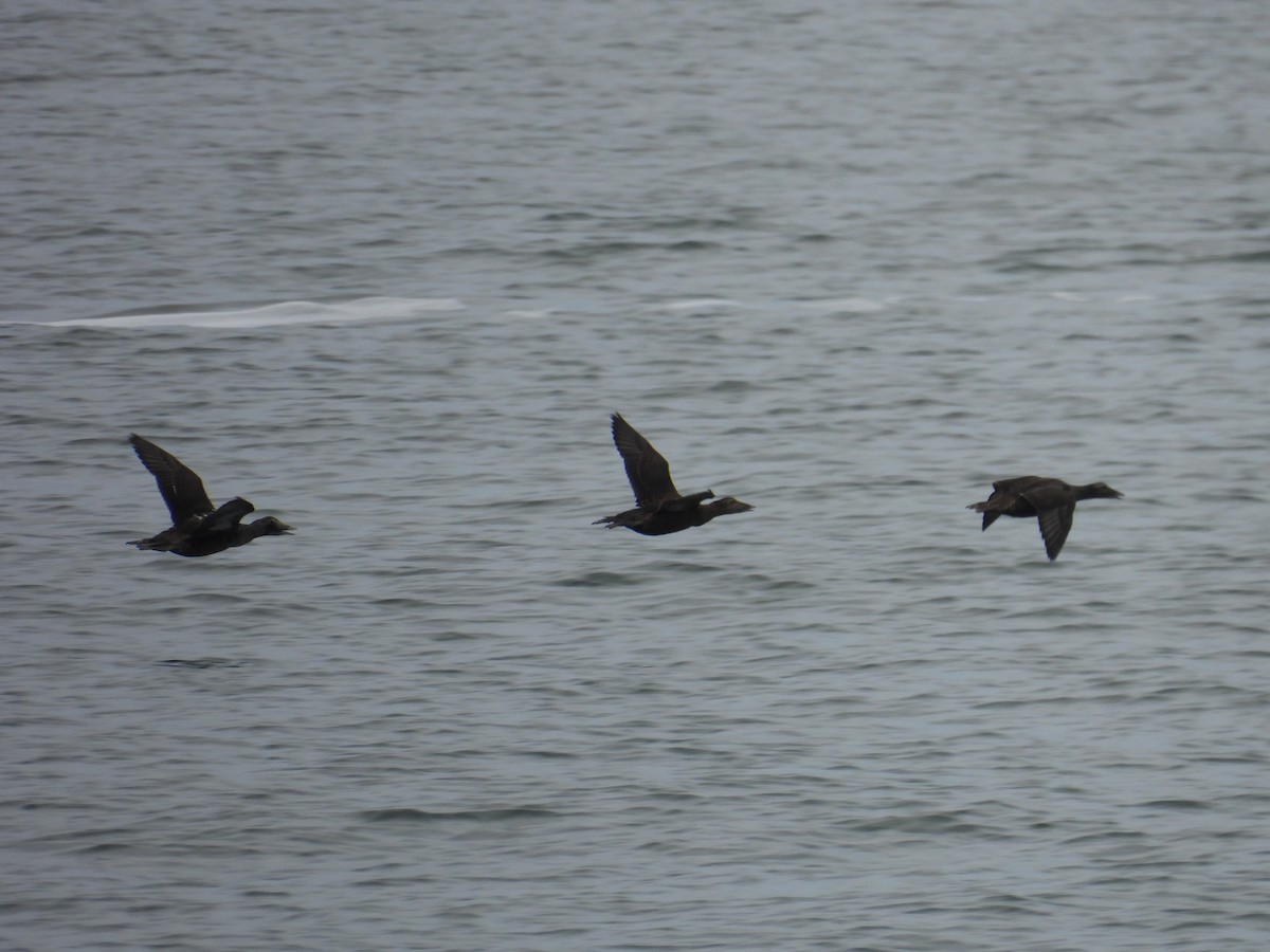 Common Eider - ML624048713