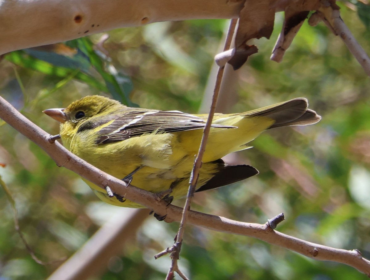 Western Tanager - ML624048719