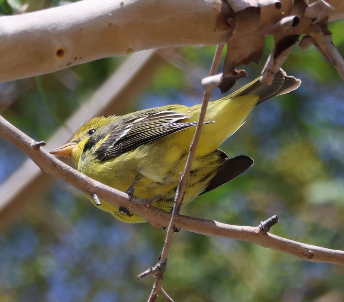 Western Tanager - ML624048720