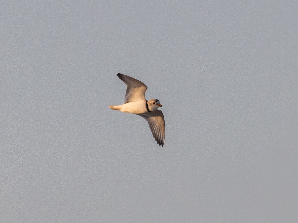 Piping Plover - ML624048723