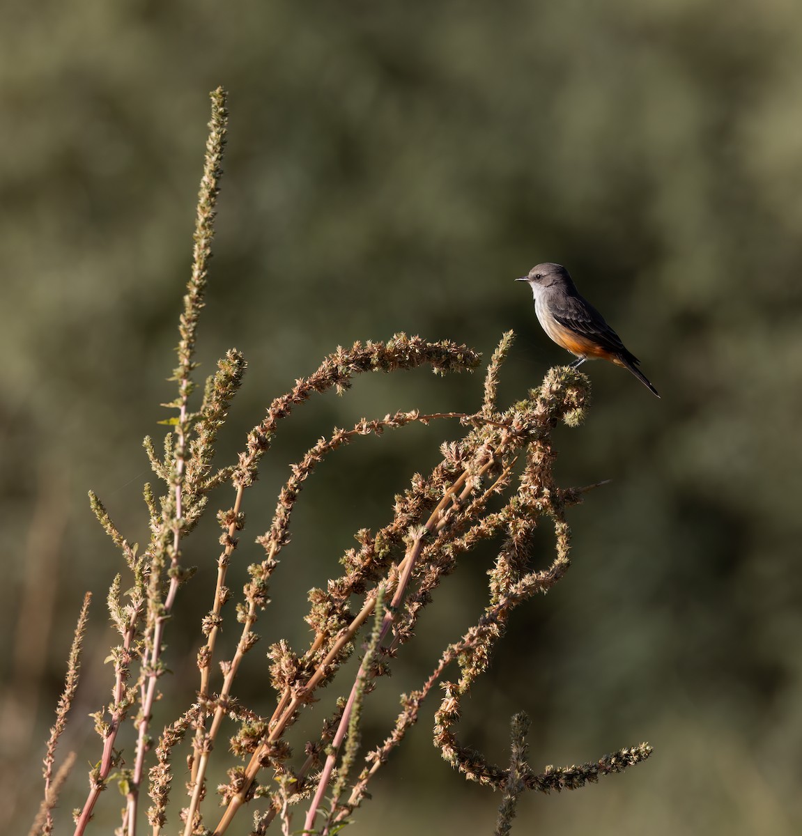 Vermilion Flycatcher - ML624048725