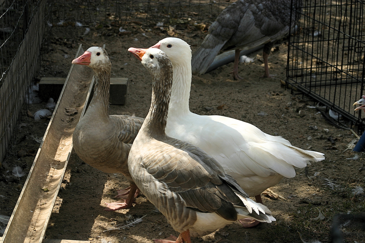 Domestic goose sp. (Domestic type) - ML624048728