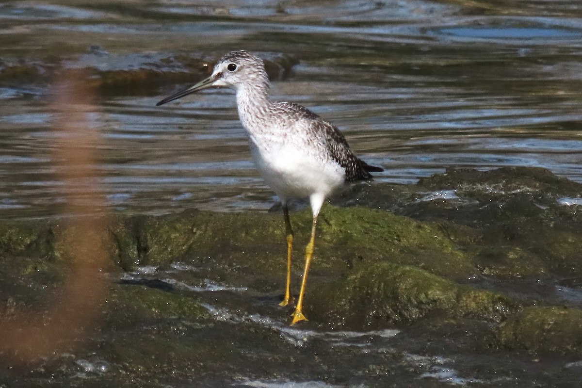 Greater Yellowlegs - ML624048740