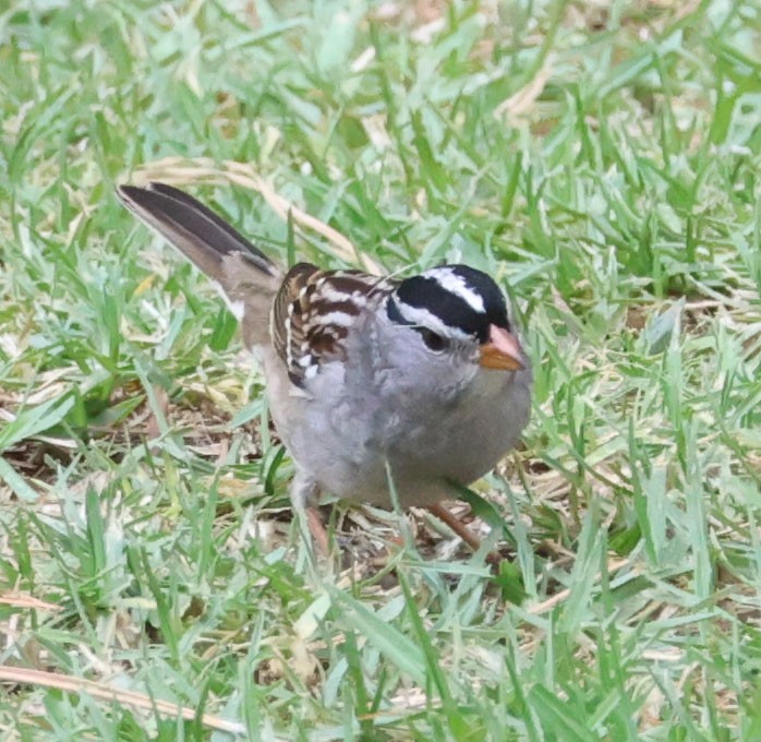 White-crowned Sparrow - ML624048749