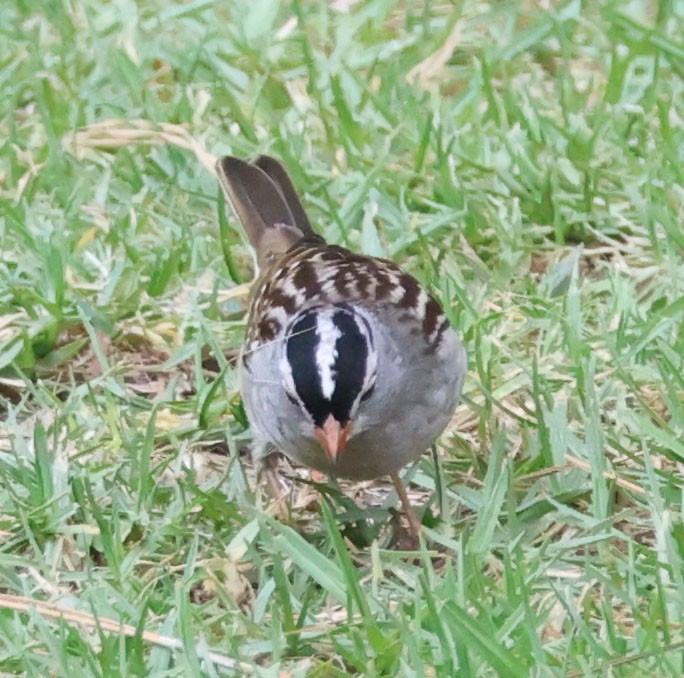 White-crowned Sparrow - ML624048750