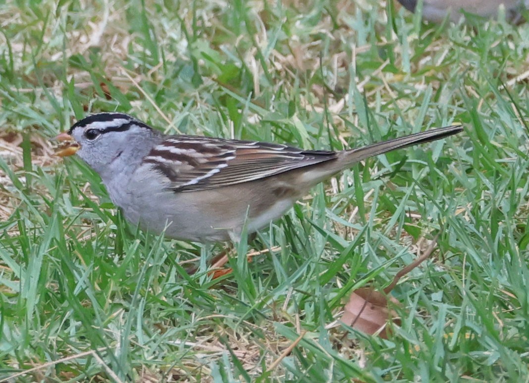 White-crowned Sparrow - ML624048752