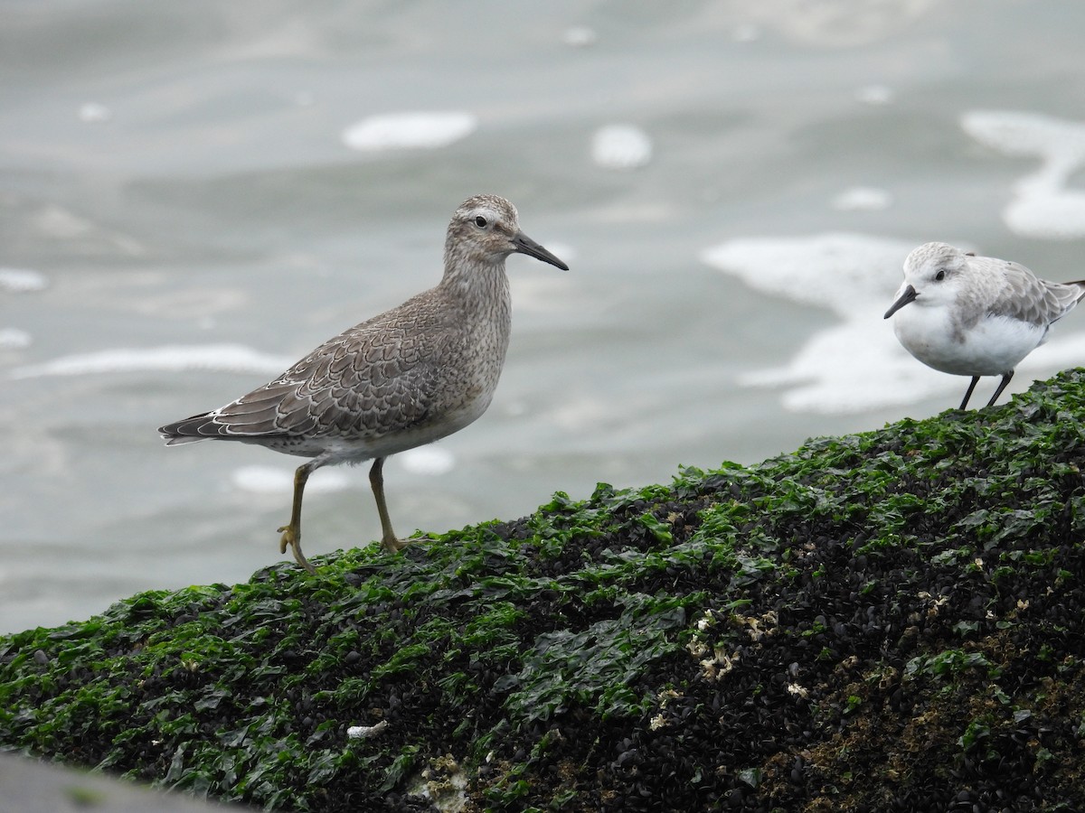 Red Knot - ML624048772