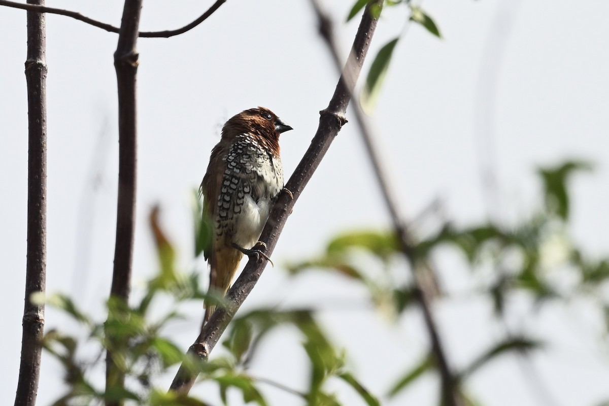 Munia pettosquamato - ML624048776