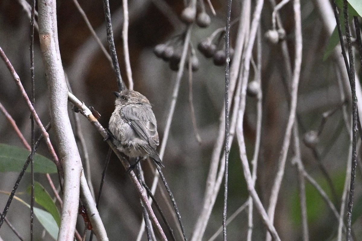 Bushtit - ML624048794