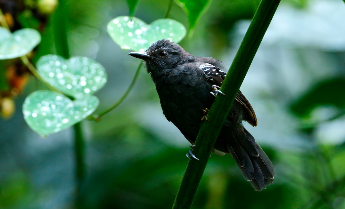 Dusky Antbird - ML624048820