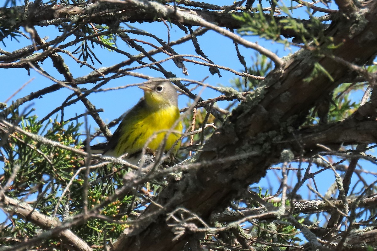 Magnolia Warbler - ML624048821