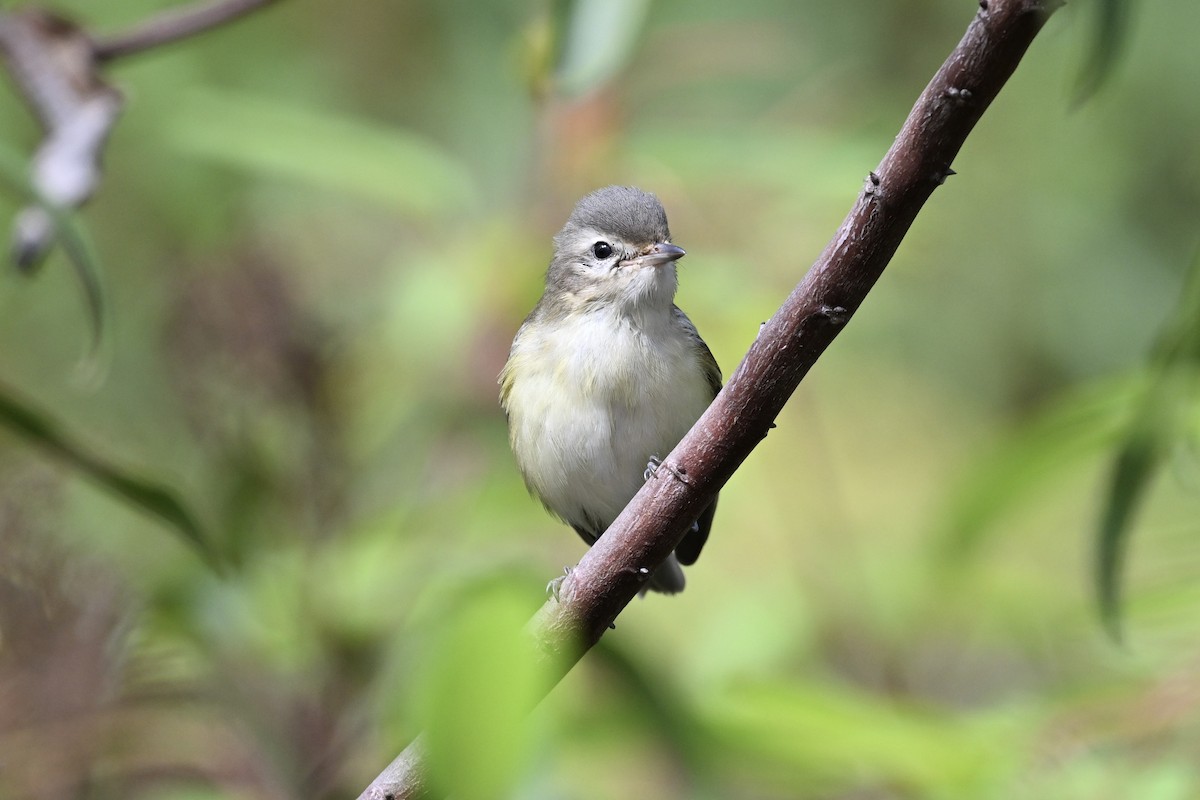 Warbling Vireo - ML624048826