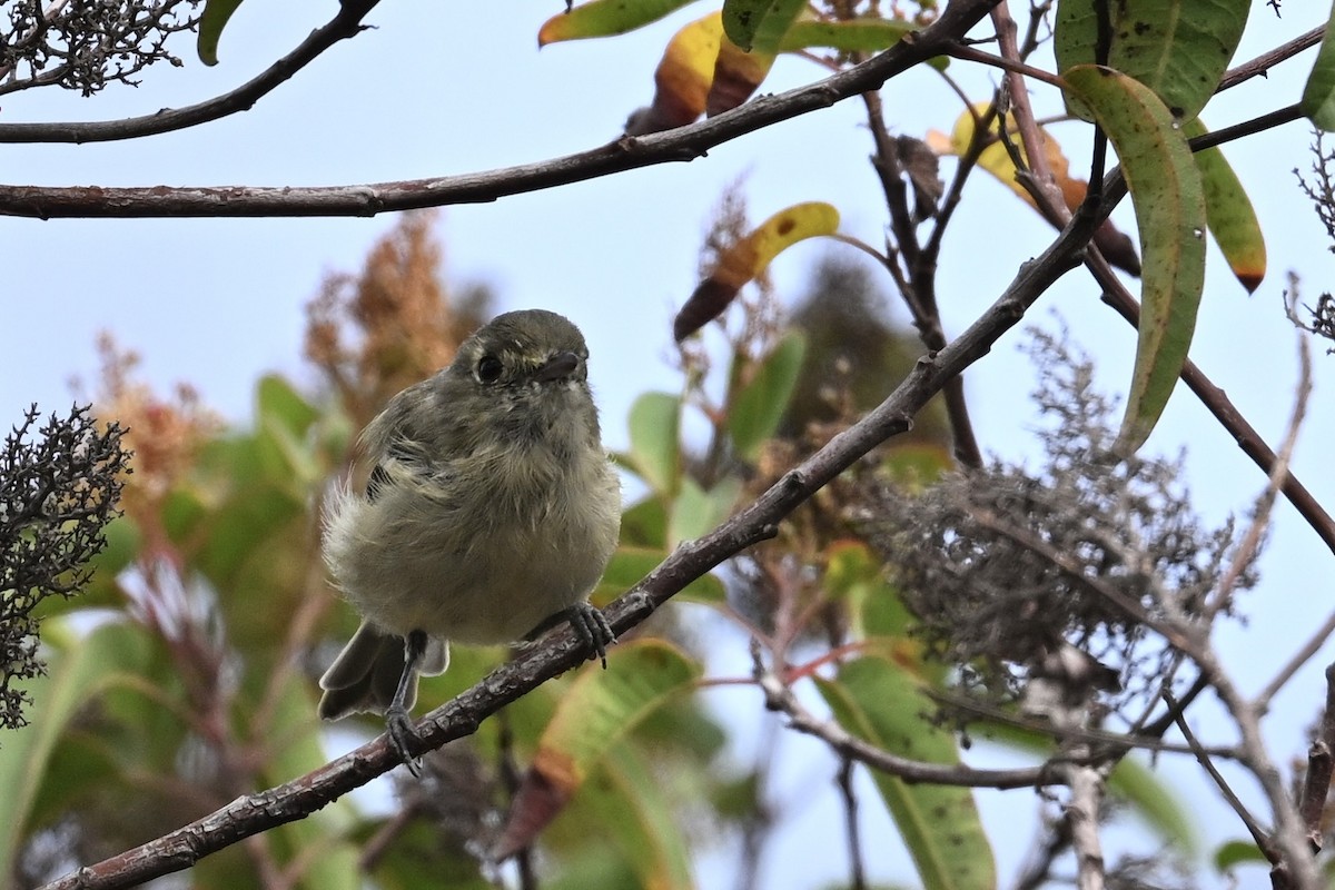 Vireo de Hutton - ML624048850