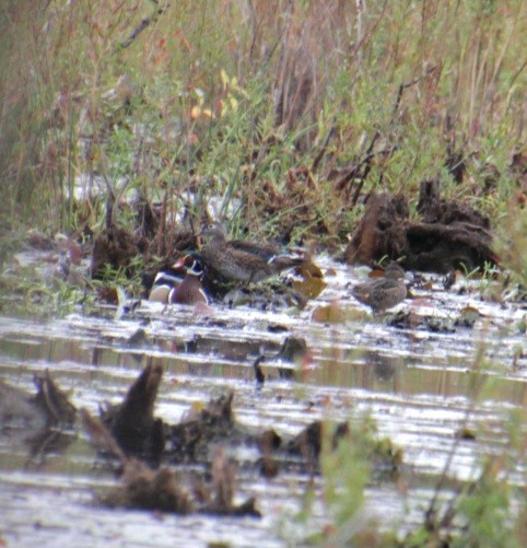 Green-winged Teal (American) - ML624048853