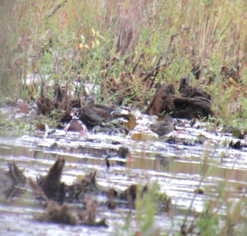 Green-winged Teal (American) - ML624048854