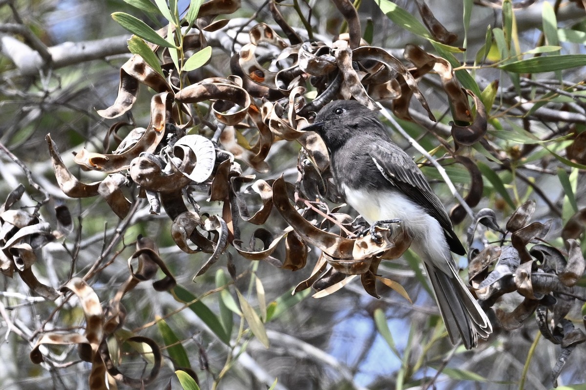 Black Phoebe - ML624048866