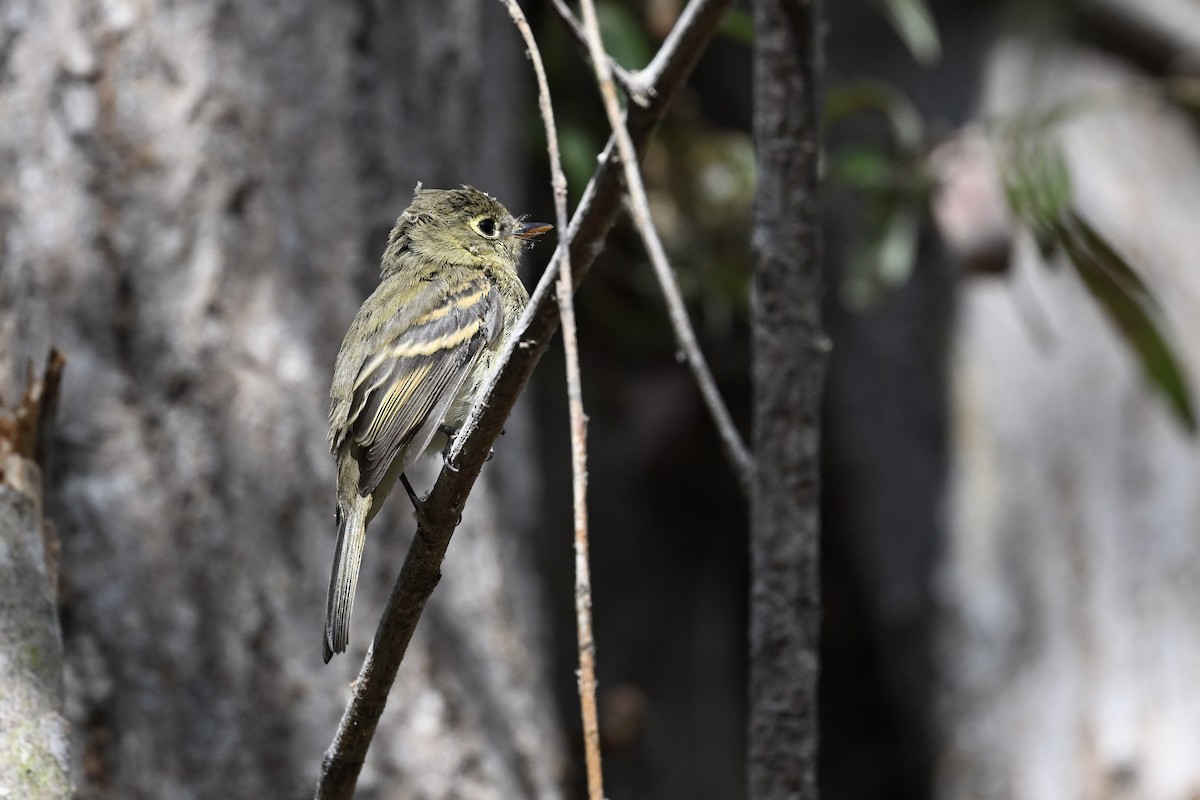 Western Flycatcher - ML624048876