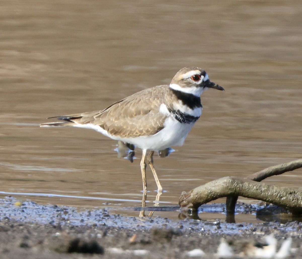 Killdeer - ML624048881