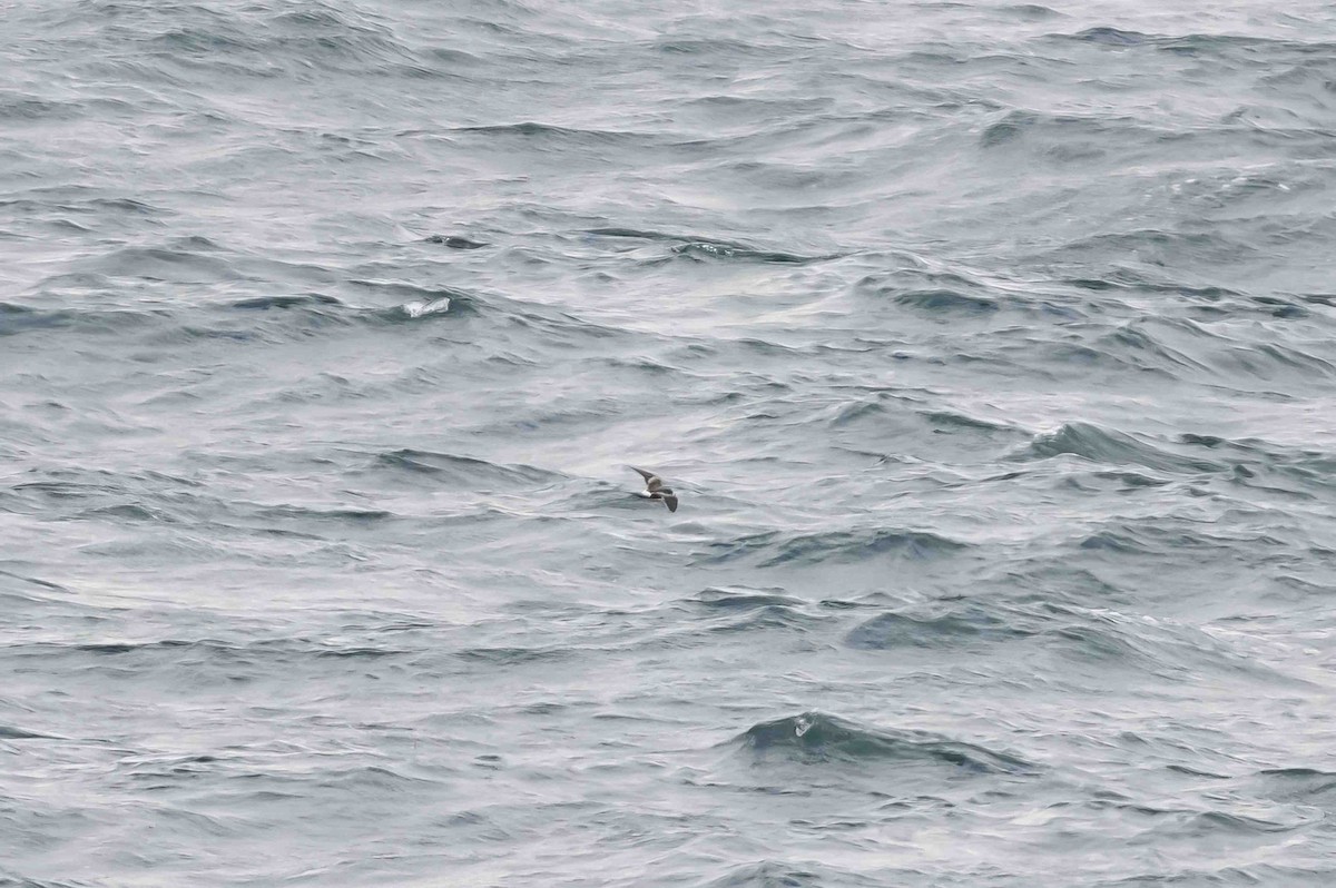 Leach's Storm-Petrel - ML624048883