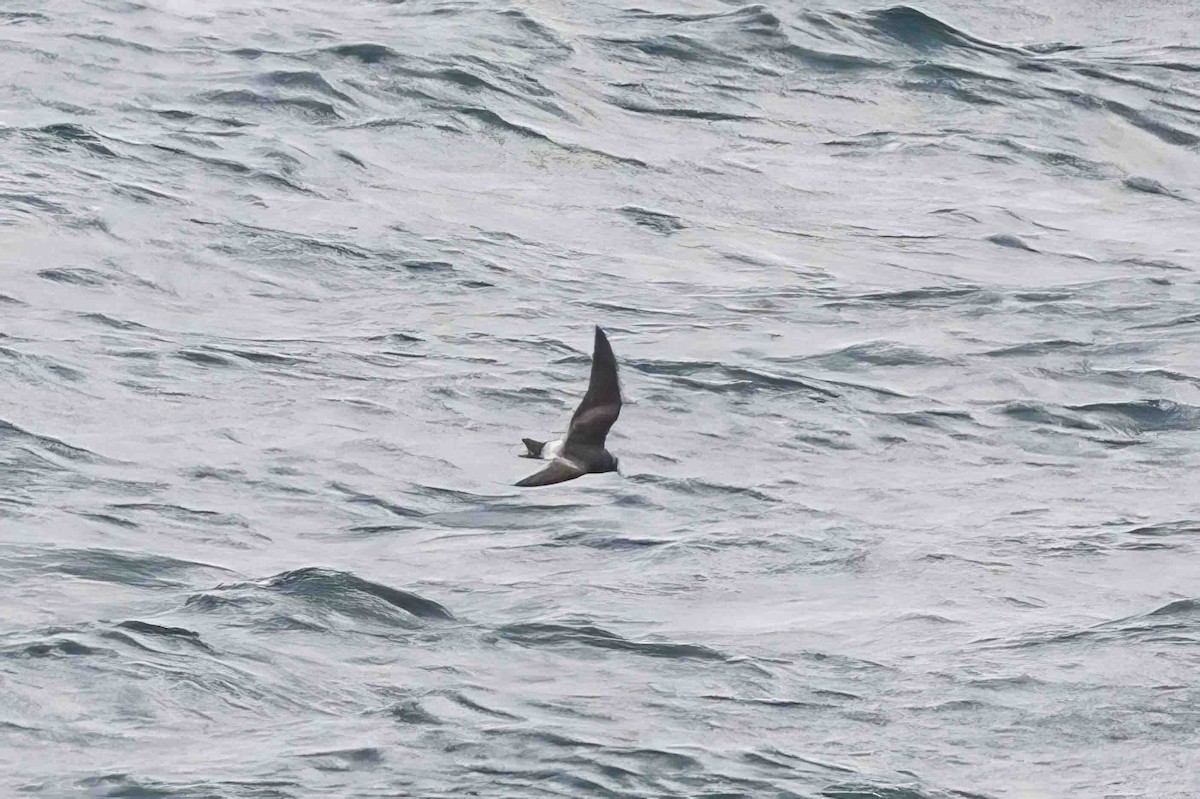 Leach's Storm-Petrel - ML624048886