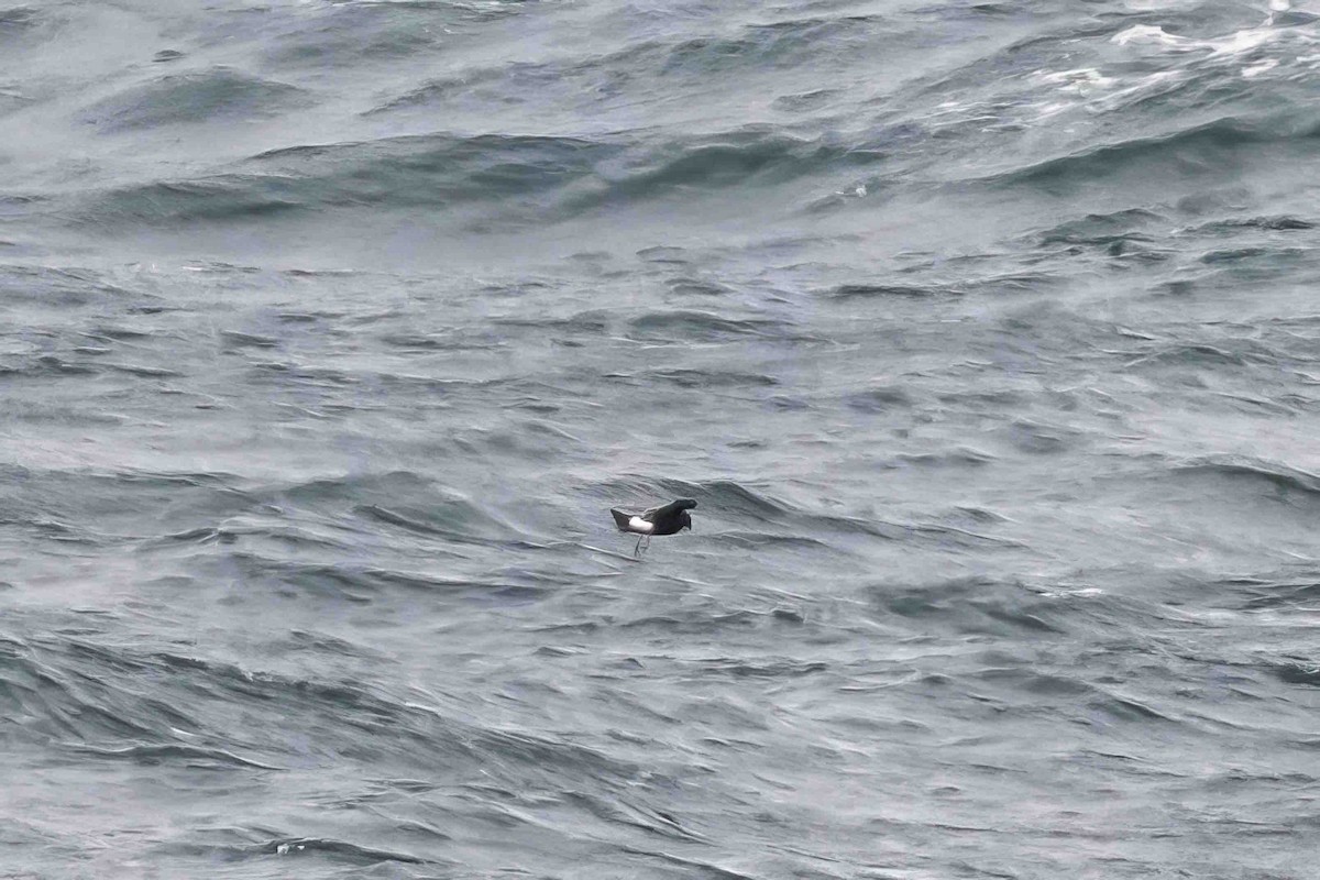 Leach's Storm-Petrel - ML624048890