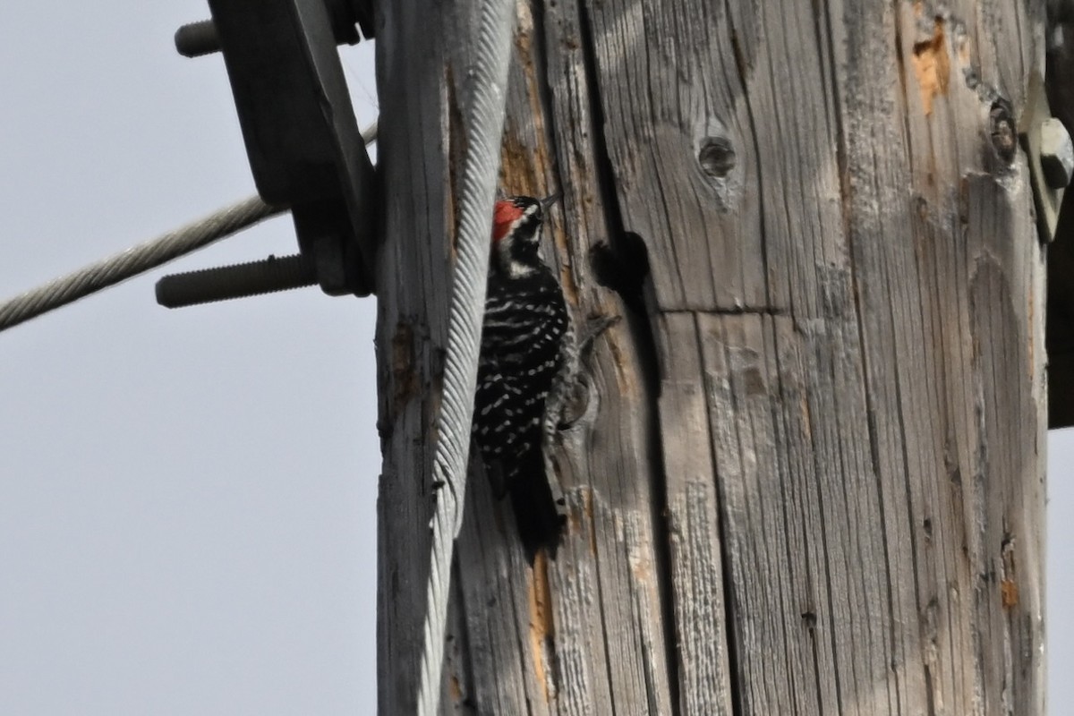 Nuttall's Woodpecker - ML624048896