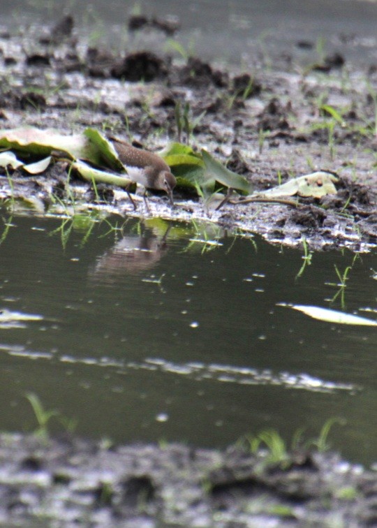 Solitary Sandpiper (solitaria) - ML624048918