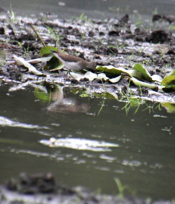 Solitary Sandpiper (solitaria) - ML624048920