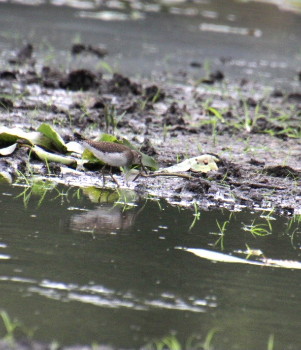 Solitary Sandpiper (solitaria) - ML624048922