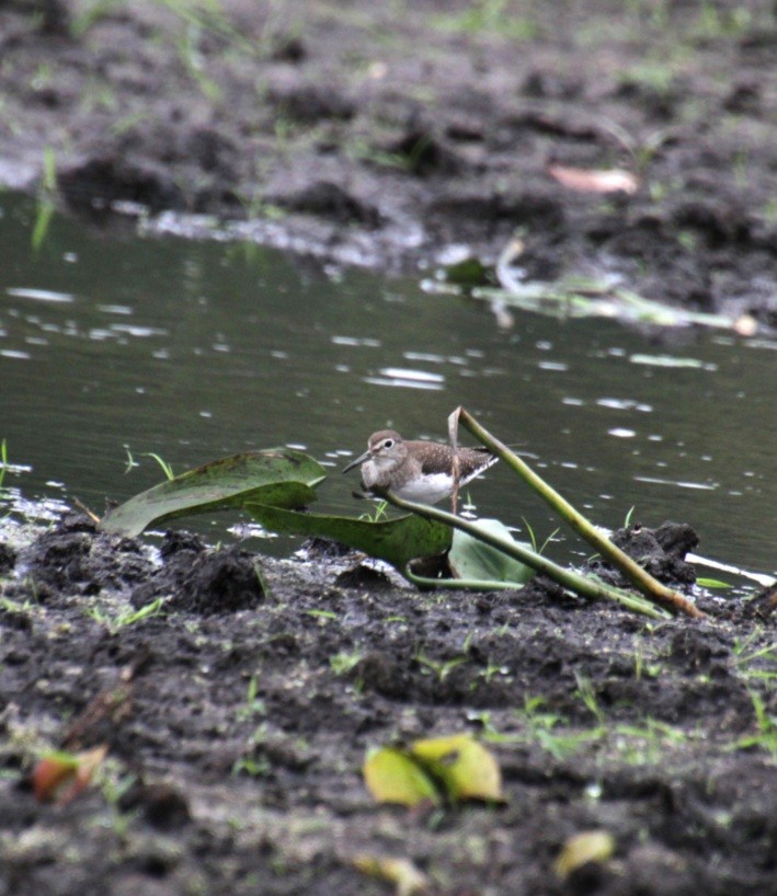 Solitary Sandpiper (solitaria) - ML624048924