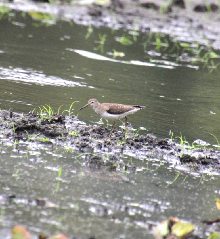 Solitary Sandpiper (solitaria) - ML624048925