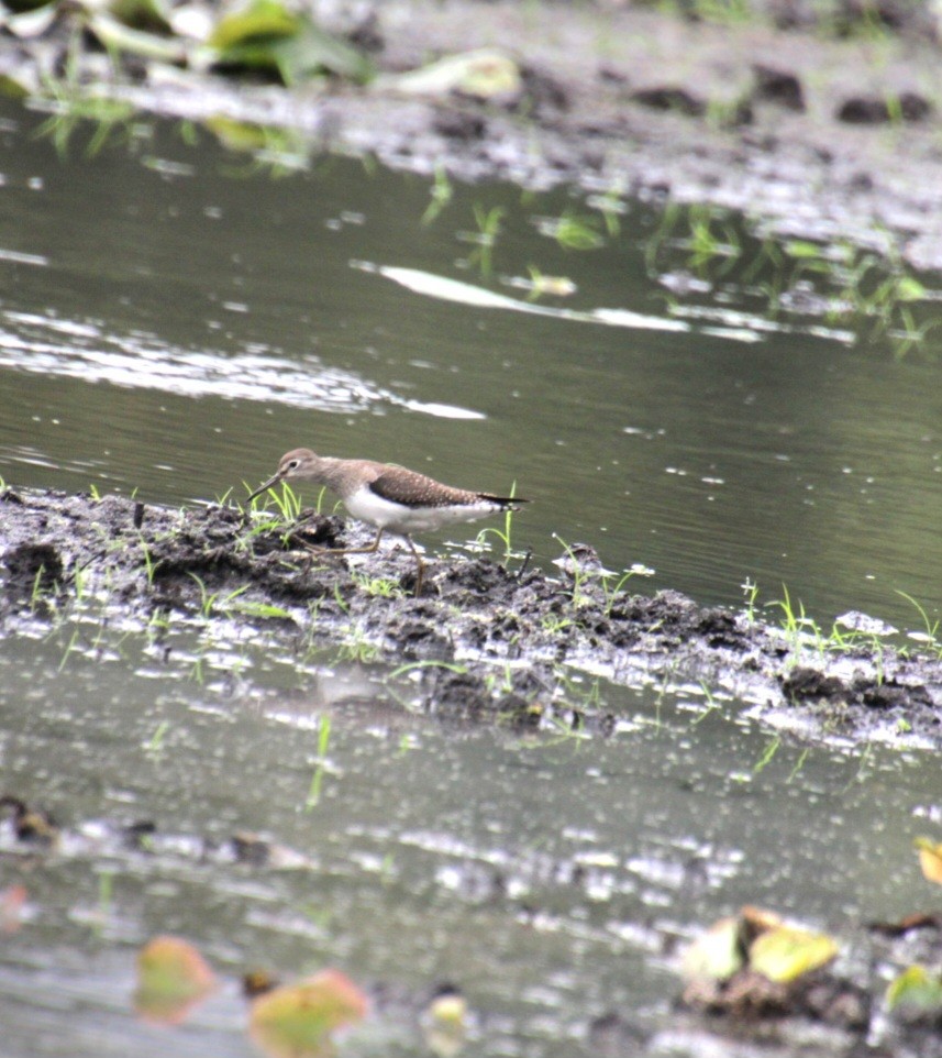 Solitary Sandpiper (solitaria) - ML624048926