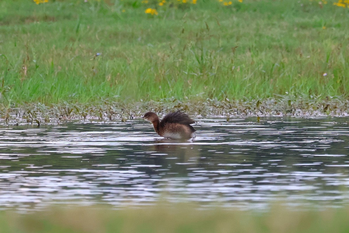 Pied-billed Grebe - ML624048948