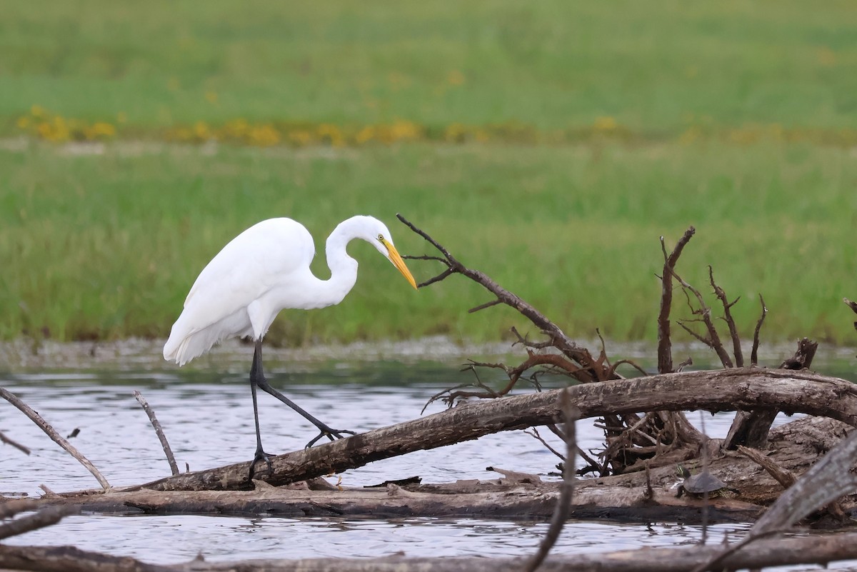 Great Egret - ML624048967