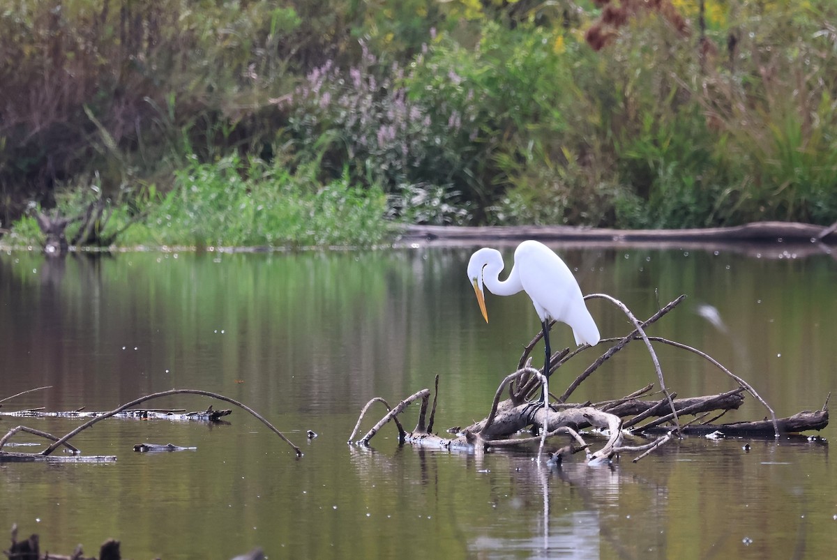 Great Egret - ML624048968