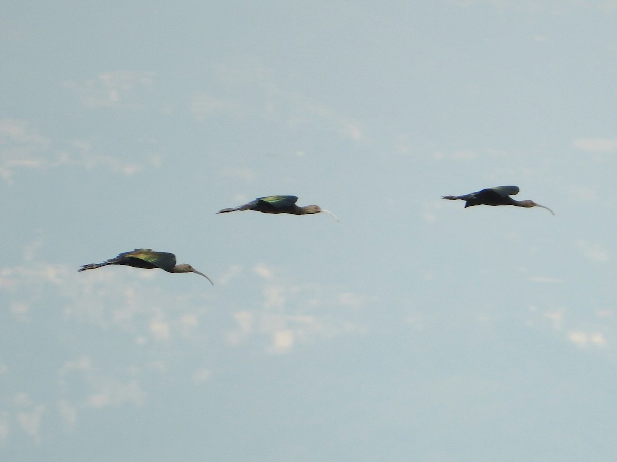 White-faced Ibis - ML624048969