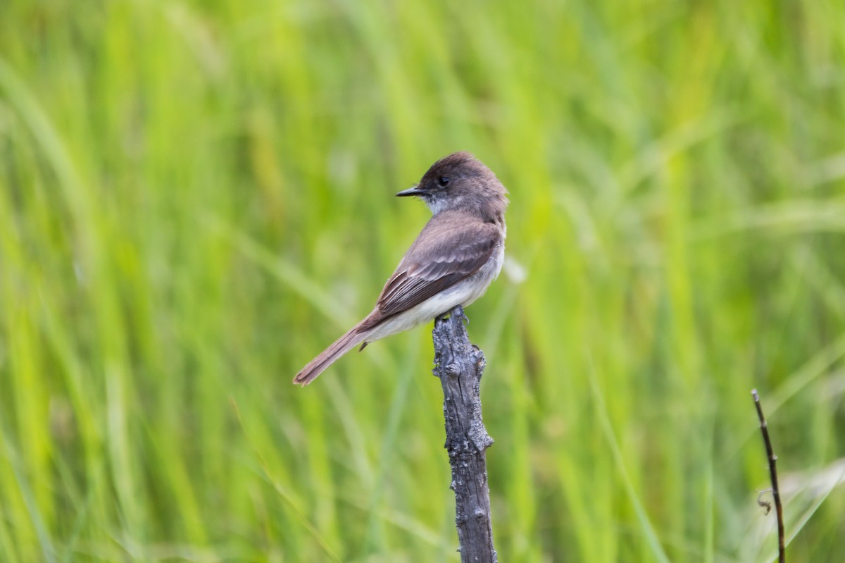 Eastern Phoebe - ML624048988