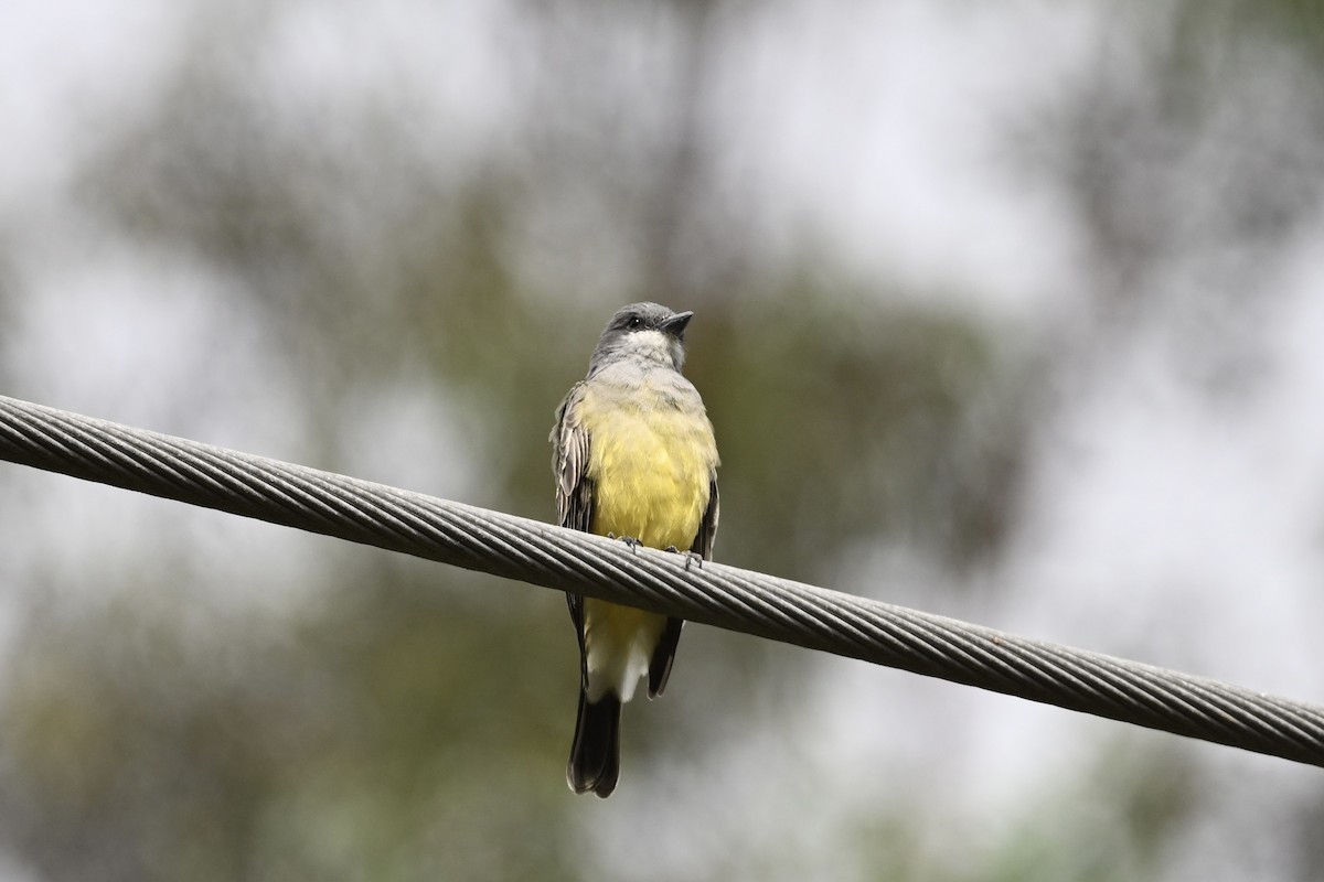 Cassin's Kingbird - ML624048994