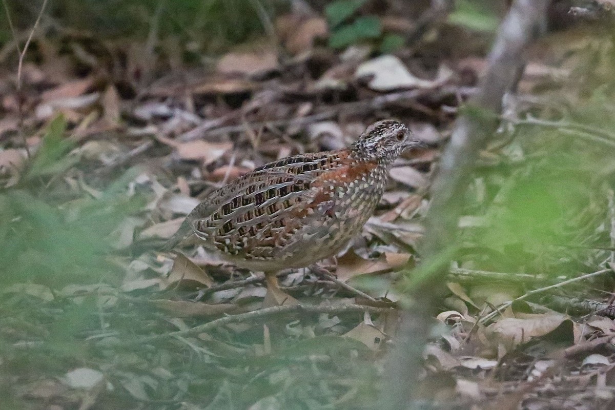 Painted Buttonquail - ML62404901