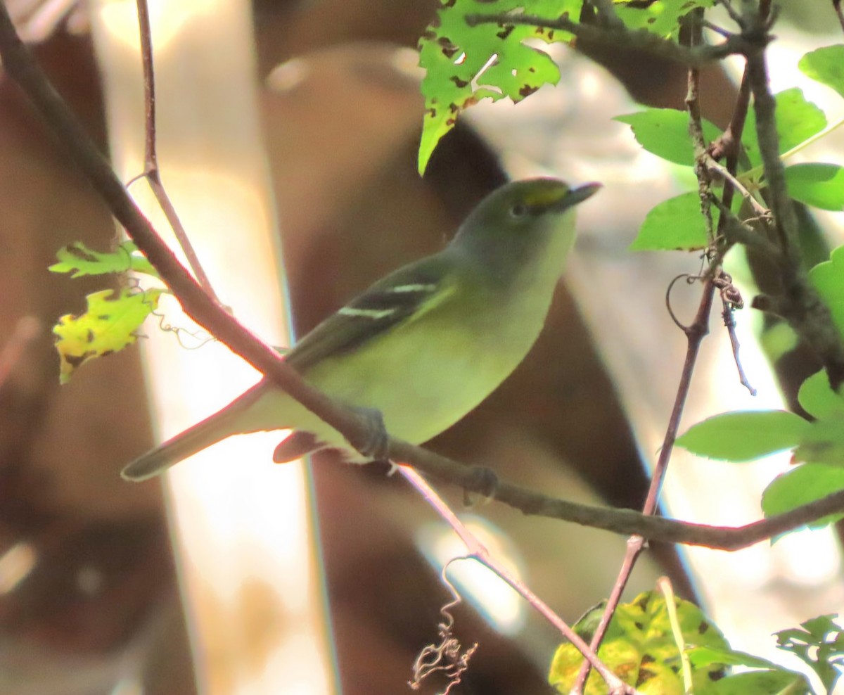 Ak Gözlü Vireo - ML624049022